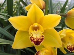 Cymb Mi Wishflor 40cm