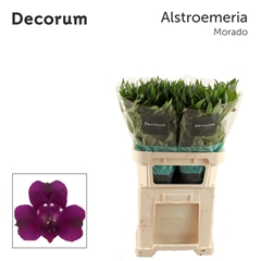 Alstr Morado 75cm 65gram 6+