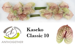 Anth A Kaseko Cl 15cm Ø