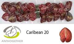 Anth A Caribean 9cm Ø