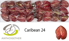 Anth A Caribean 11cm Ø