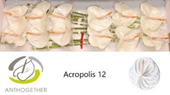 Anth A Acropolis 13cm Ø