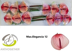 Anth A Maxima Elegan 13cm Ø