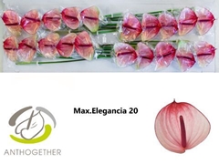 Anth A Maxima Elegan 9cm Ø