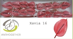Anth A Xavia 11cm Ø