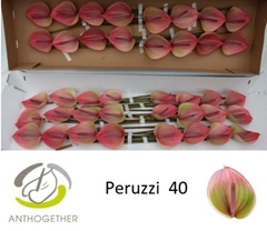 Anth A Peruzzi 11cm Ø