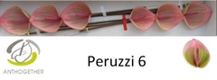 Anth A Peruzzi 13cm Ø