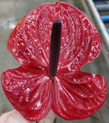 Anth A Impulz 15cm Ø