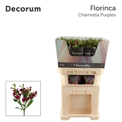Alst Fl Charme Purpl 75cm 19+