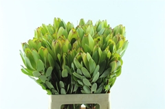 Leucad Safari Goldst 60cm
