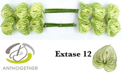 Anth A Extase 13cm Ø