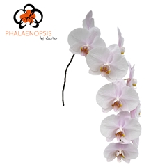 Phal Alpha 80cm
