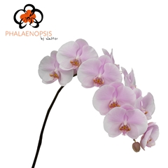 Phal Tikal 80cm