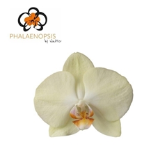 Phal Rising Sun 65cm