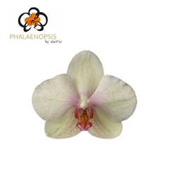 Phal Omega 60cm