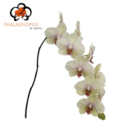 Phal Omega 80cm