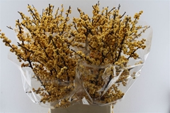 Ilex Vert Citronella 100cm