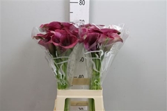 Zant Capt Promise 70cm