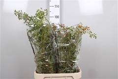 Rosa Corallo 90cm