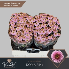 Chr San Doria Pink 55cm 160g