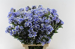 Gentiana Other 80cm