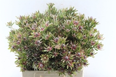 Leucad Ayoba St Pear 60cm