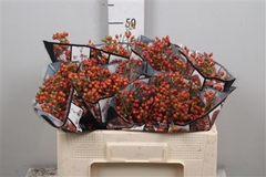 Rosa Aut Rosefruits 50cm