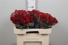 R Tr Caradonna 60cm 65+