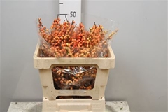 Ilex Ve Ilexia Julia 50cm