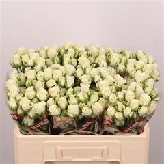 R Tr Snowflake 50cm 35+