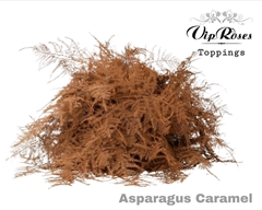 Asp Ov 1E Veren Caramel