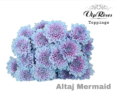 Chr T Altaj Mermaid
