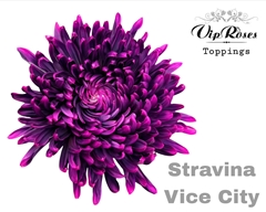 Chr G Stravina Vice City