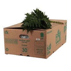 Leatherleaf 45cm