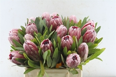 Protea Pink Ice 40cm