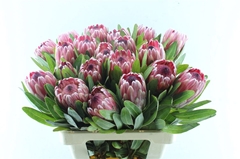 Protea Pink Ice 60cm