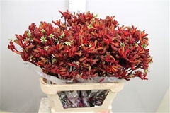 Anigoz Early Spring 80cm