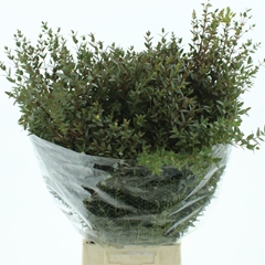 Euc Parvifolia P Bs 50cm 200gram