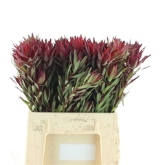 Leucad C Blush Pearl 40cm