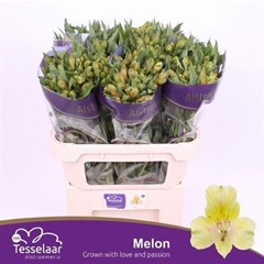 Alstr Melon 75cm 85gram 33+