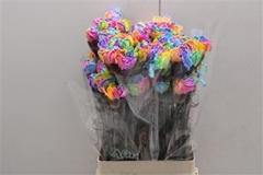 Di St Tainted Rainbow