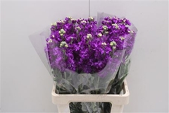 Matth Iron Purple