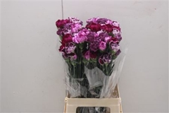 Di St Rainbow Mix Purple