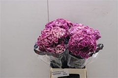 Di St Merletto Purple