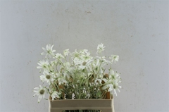 Flowers 60cm