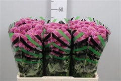 Chr San Doria 55cm 120g