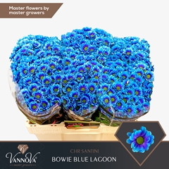 Chr S Aaa Bow Klb H% 55cm 110g