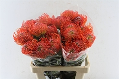 Leuco Crimson 60cm