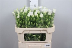 Camp Champion White 70cm