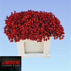 Rosa Mandarin Hiphop 50cm